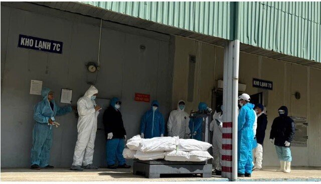 Vụ tuồn lợn dịch vào Cty Đồ hộp Hạ Long: Tạm giữ cán bộ kiểm dịch để xác minh hành vi nhận hối lộ