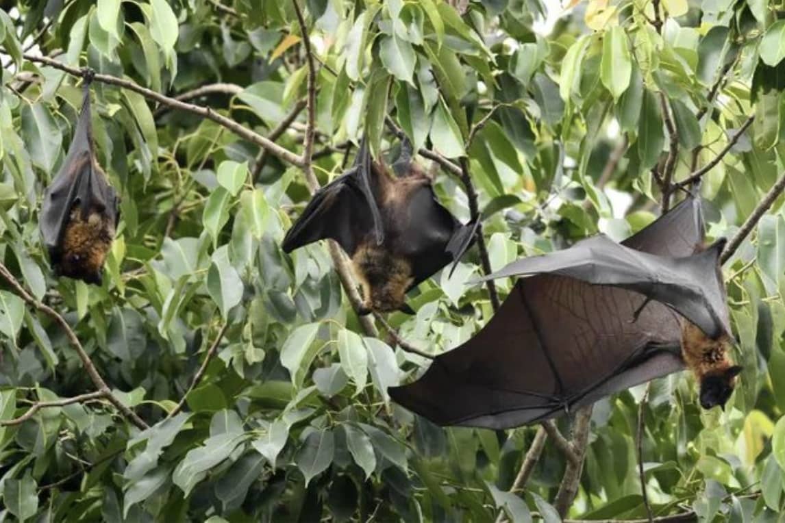 Virus Nipah tái bùng phát ở Ấn Độ: Loại virus “tử thần” chưa có thuốc chữa khiến cả châu Á báo động