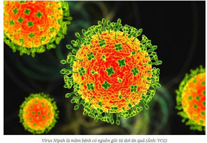 Trước nguy cơ virus Nipah xâm nhập, Bộ Y tế khuyến cáo người dân tự theo dõi sức khỏe