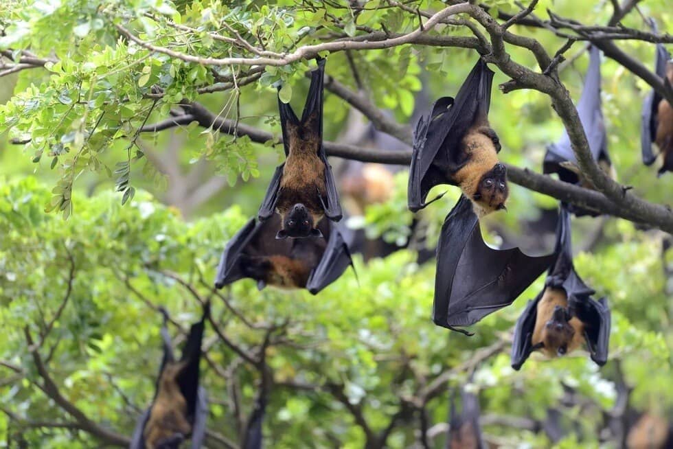 Nipah: Virus 75% tử vong và "cuộc chiến" không vaccine
