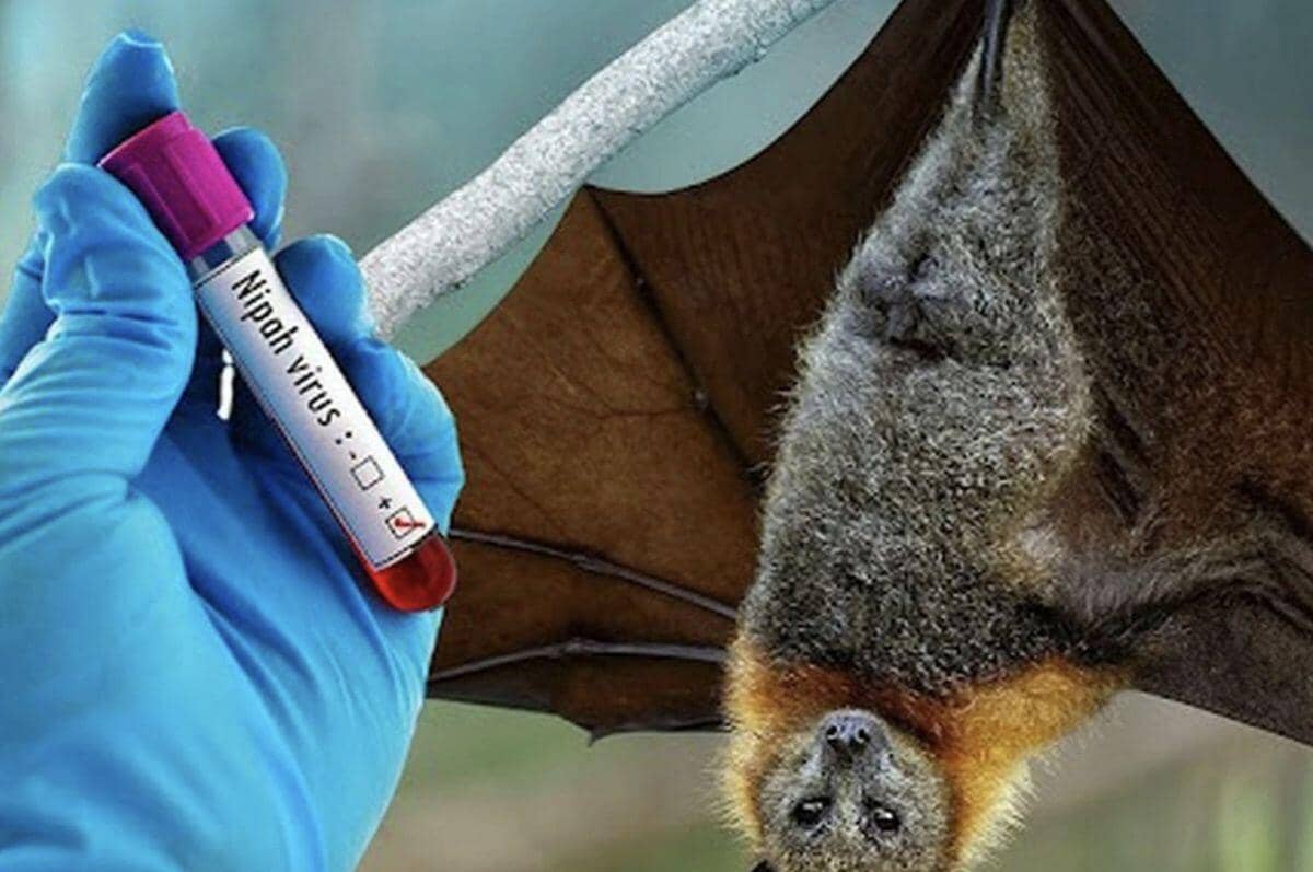 Bộ Y tế hỏa tốc chỉ đạo phòng chống virus Nipah nguy hiểm