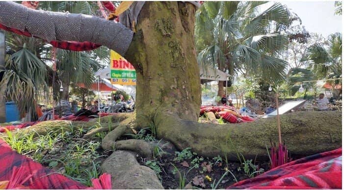 Chủ cây mai vàng “Nghinh Xuân Bính Ngọ” tiết lộ lý do rao bán 3,7 tỉ đồng