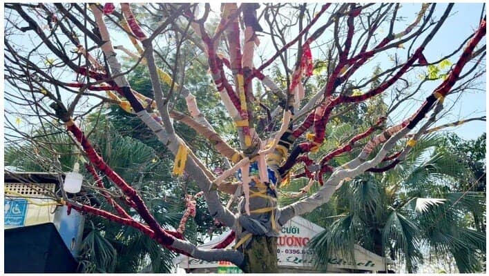 Chủ cây mai vàng “Nghinh Xuân Bính Ngọ” tiết lộ lý do rao bán 3,7 tỉ đồng