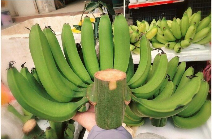 Chuối xanh bày Tết giá lên tới hơn triệu đồng