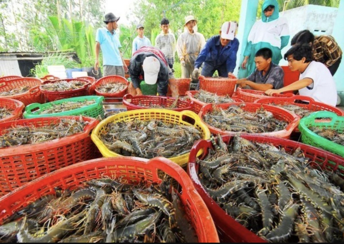 Thuế giảm nhưng chưa dễ thở: Tôm Việt đối mặt cuộc đua khốc liệt tại Mỹ