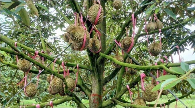 Nhiều 'đại gia' nông nghiệp lãi kỷ lục