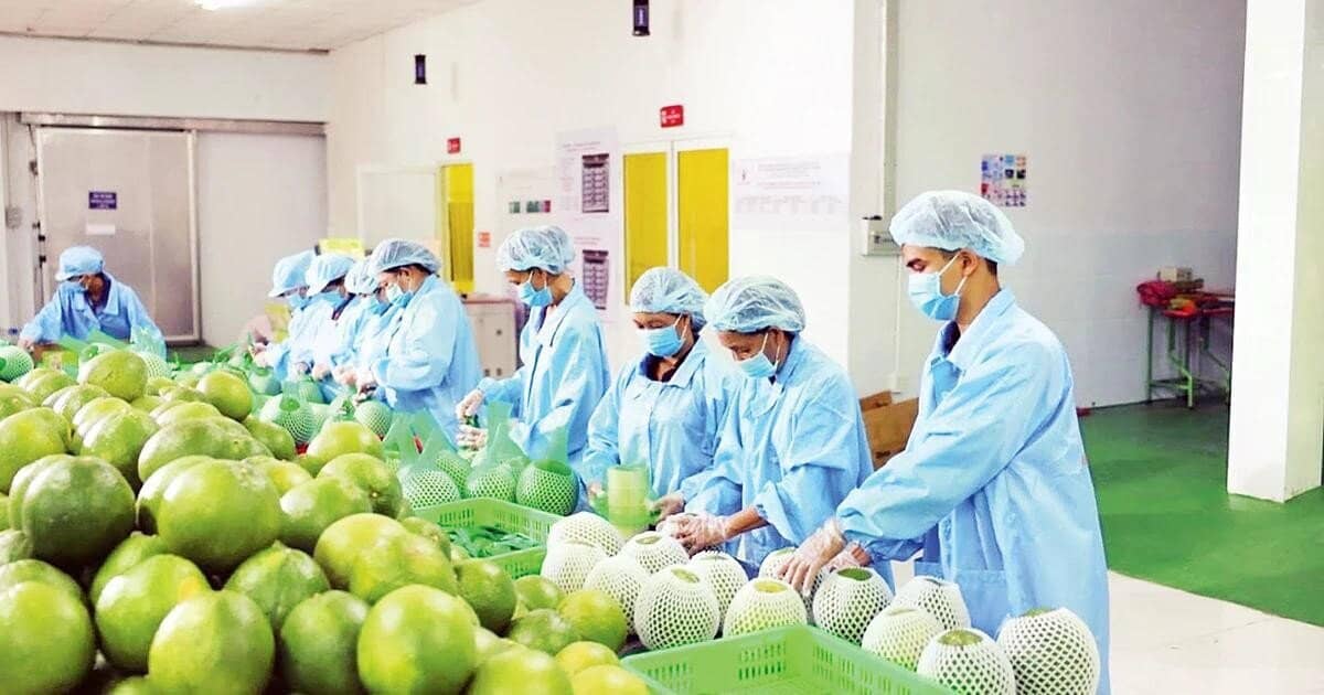 Chiến sự Trung Đông: Doanh nghiệp Việt lo cước vận tải tăng, chậm giao hàng
