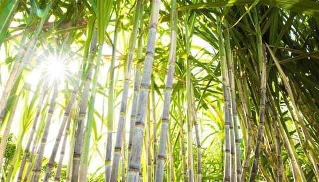 Chu kỳ giảm của giá đường đè nặng lên QNS