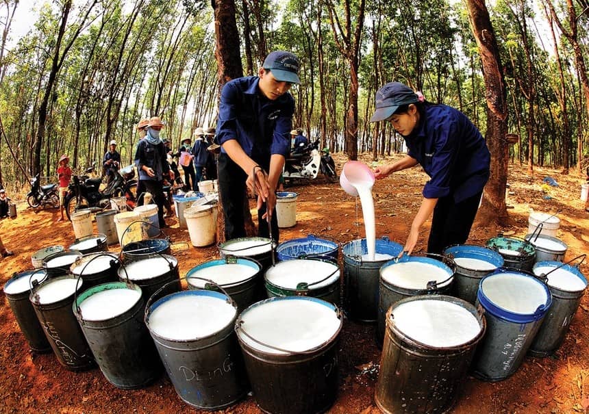 Ngành cao su vào chu kỳ mới?