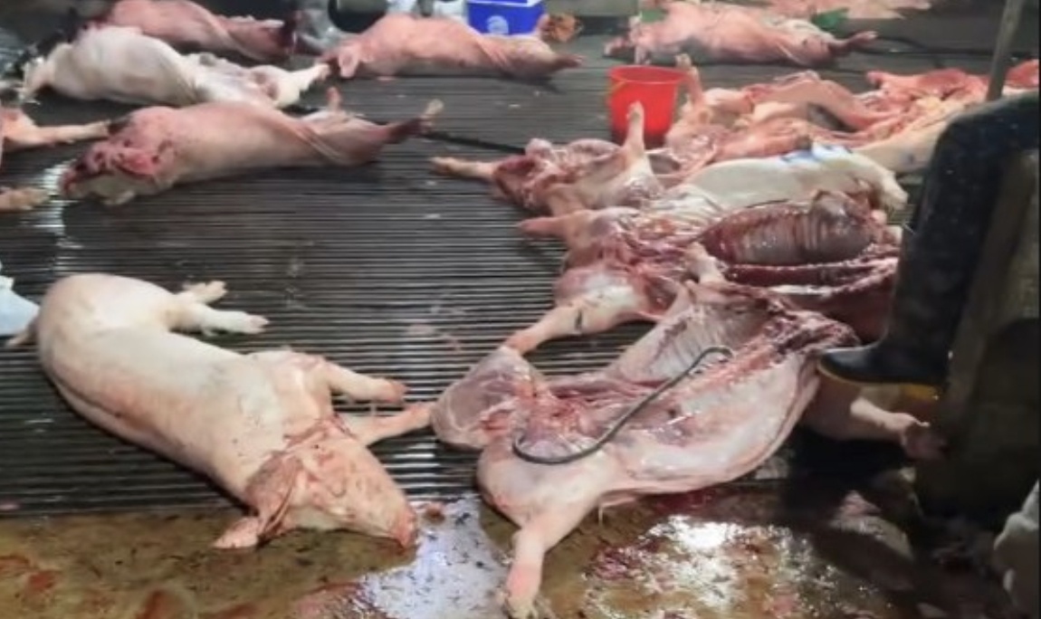 Trường nào liên quan vụ 300 tấn lợn bệnh vào bếp ăn học sinh?