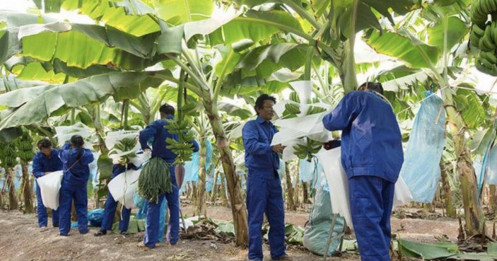 HNG lỗ lũy kế hơn 10.300 tỷ đồng: Kiểm toán cảnh báo, THACO trở thành “phao cứu sinh”?