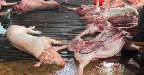 300 tấn thịt bẩn và cái giá của sự “ham rẻ”