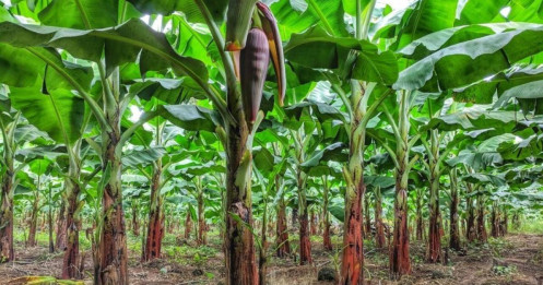 Cuộc "đổi ngôi" trên những cánh đồng chuối