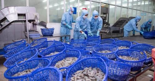 Cú sốc thuế Mỹ thổi bay lợi nhuận "vua tôm"