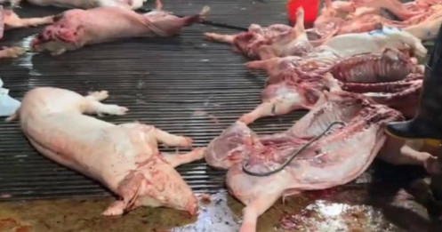 Ai tiếp tay cho 300 tấn lợn dịch "lọt lưới"?