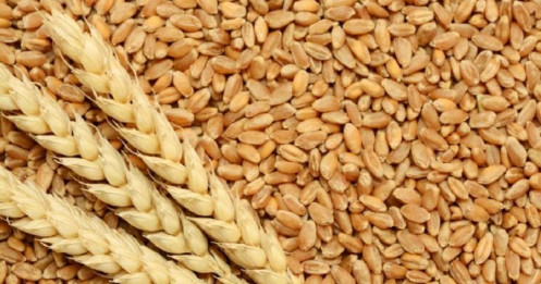 Các quỹ đầu cơ chuyển sang lạc quan về lúa mì sau bốn năm trong bối cảnh rủi ro khí hậu và chiến tranh