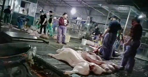 Hành trình phá đường dây tuồn lợn bệnh ra thị trường