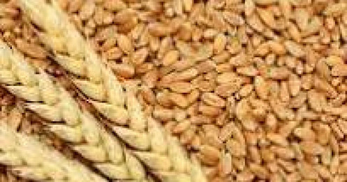 Cơ hội đầu tư lúa mì nổi lên khi bất ổn địa chính trị và rủi ro nguồn cung gia tăng