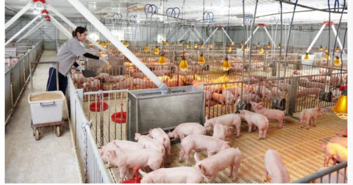 Chăn nuôi lợn trở thành động lực sinh lời vượt trội của Hòa Phát