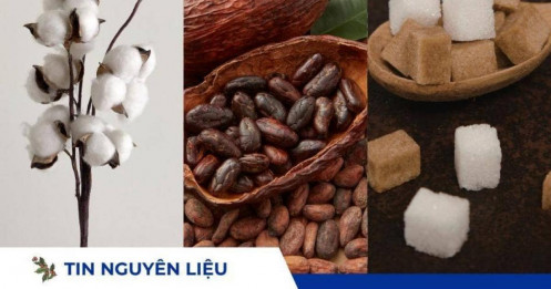 Xuất khẩu Bông Mỹ giảm sâu, cầu Ca cao châu Âu suy yếu