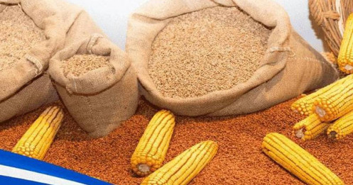 Căng thẳng địa chính trị kéo dài: Nông sản thiết yếu như Ngô thu hút sự quan tâm đặc biệt của giới đầu tư
