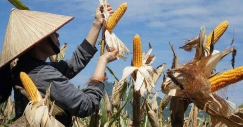 Cơ hội canh mua ngô ngay bây giờ