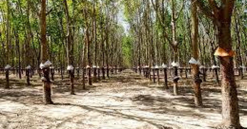 Ngành hưởng lợi từ xung đột với KQKD tăng đột biến