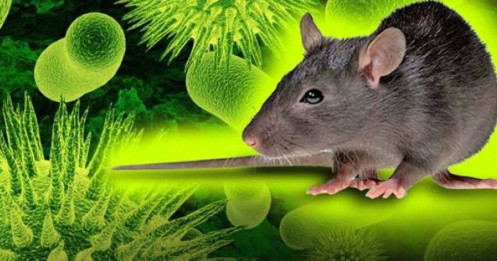 WHO cảnh báo khẩn: Virus Hanta lan trên tàu du lịch, nguy cơ lây nhiễm vẫn chưa kiểm soát
