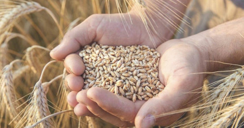 Việt Nam chi hơn 2,6 tỷ USD nhập ngô, lúa mì, đậu tương
