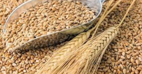 Giá lúa mì bước vào chu kỳ tăng mới khi nguồn cung toàn cầu thắt chặt