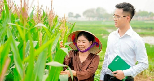 Bảo hiểm nông nghiệp: Từ lưới an sinh đến công cụ quản trị rủi ro
