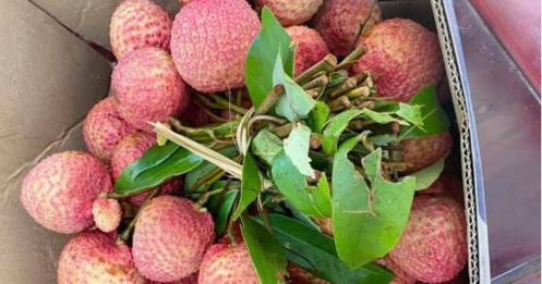 Vải thiều đầu vụ lập đỉnh giá, chạm 300.000 đồng/kg tại vườn