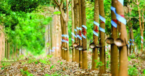 Cổ phiếu PHR tăng mạnh và điều mà nhà đầu tư chưa hề biết