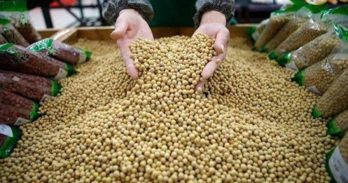 Cơ hội canh mua đậu tương