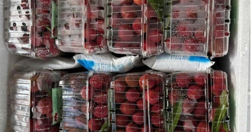 Vải không hạt giá 800.000 đồng một kg vẫn không đủ hàng bán