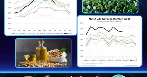 NOPA tháng 5: tồn kho dầu đậu tương thấp hơn kỳ vọng, hỗ trợ giá dầu đậu