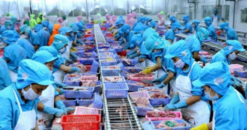 Truy xuất carbon trong thủy sản: Tôm Việt Nam trước các kiểm tra khắt khe của Châu Âu