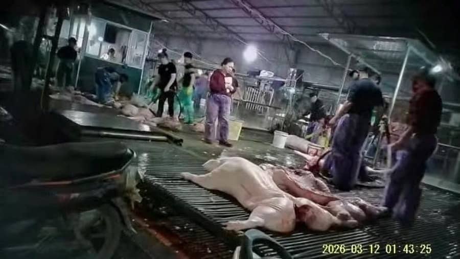 Độc tố từ 300 tấn lợn bệnh thách thức mọi nhiệt độ đun nấu