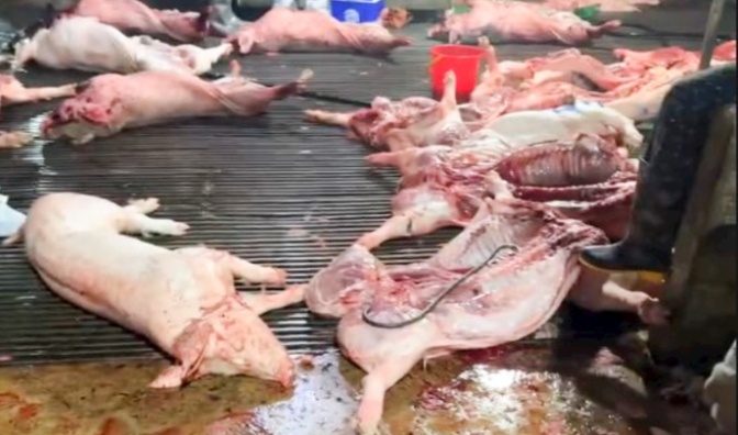 Vụ thịt lợn bệnh vào trường học: Xác định 2 trường từng sử dụng nguồn từ Công ty Cường Phát