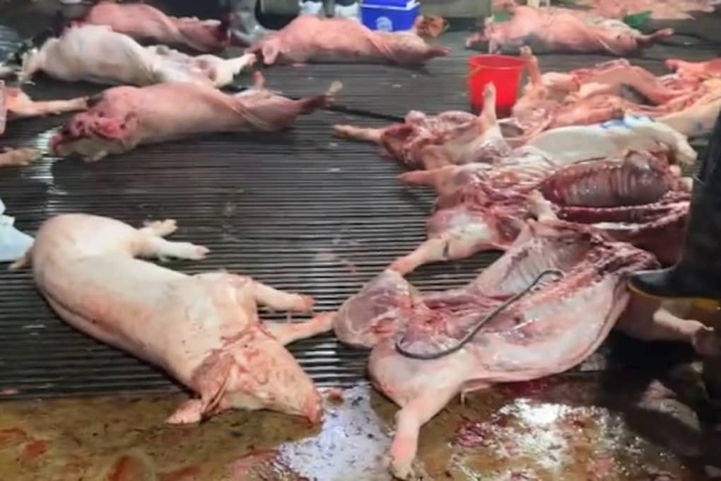 Ai tiếp tay cho 300 tấn lợn dịch "lọt lưới"?