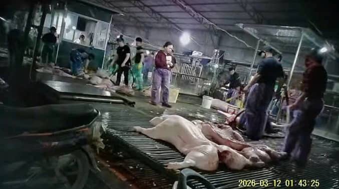 Điều tra trách nhiệm 26 bếp ăn trường học nhập lợn bệnh từ Công ty Cường Phát