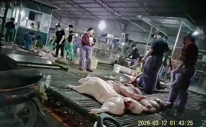 Hành trình phá đường dây tuồn lợn bệnh ra thị trường