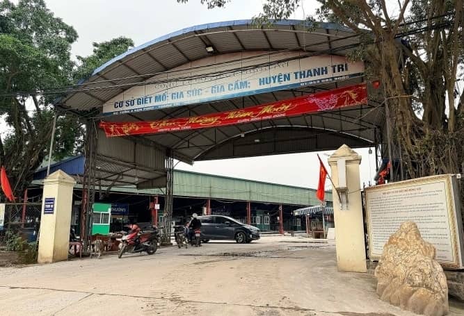 Hành trình phá đường dây tuồn lợn bệnh ra thị trường
