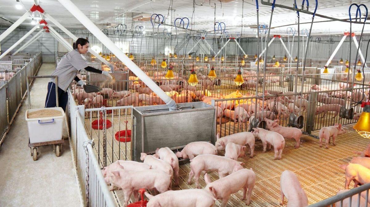 "Vua thép" Trần Đình Long thắng lớn nhờ...nuôi lợn