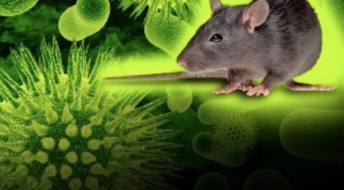 Bộ Y tế phát cảnh báo khẩn về virus Hanta sau chùm ca bệnh nặng trên tàu du lịch