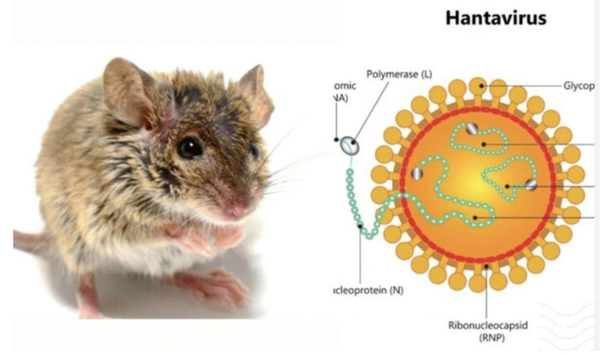 Đài Loan ghi nhận ca tử vong do virus Hanta và cảnh báo nguy cơ lây nhiễm từ du thuyền quốc tế