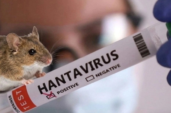 Thảm kịch trên tàu du lịch sang trọng: Virus Hanta khiến nhiều người tử vong, 6 quốc gia báo động