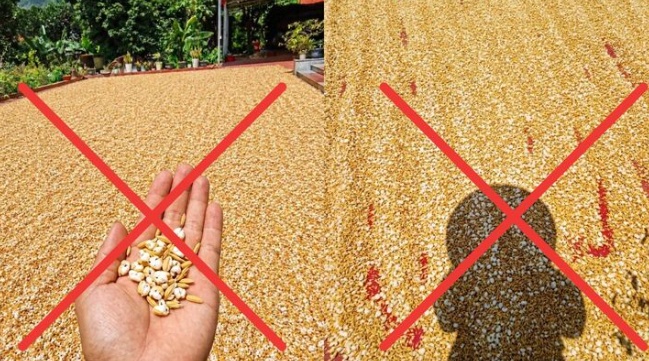 Ảnh ‘thóc nổ thành bỏng’ gây hoảng loạn giữa nắng 40 độ: Sự thật phía sau
