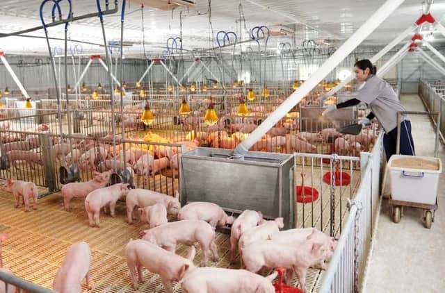Hà Nội tính chuyện nuôi lợn trong nhà cao tầng?