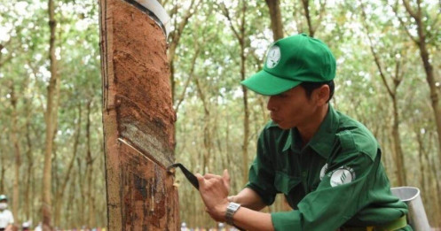 Cao su Phước Hòa: Bước ngoặt dòng tiền từ chuyển đổi đất, mở ra chu kỳ lợi nhuận đột biến 2026-2027